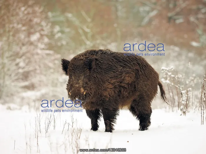  : Wild Boar in the snow in winter in Germany