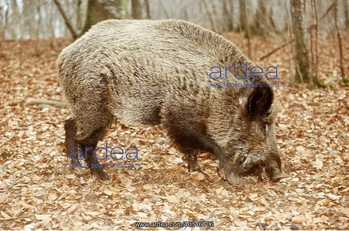 : WILD BOAR - snuffling : WILD BOAR - snuffling