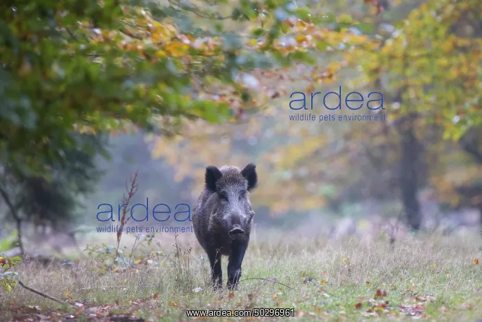 : Wild Boar sow : Wild Boar sow