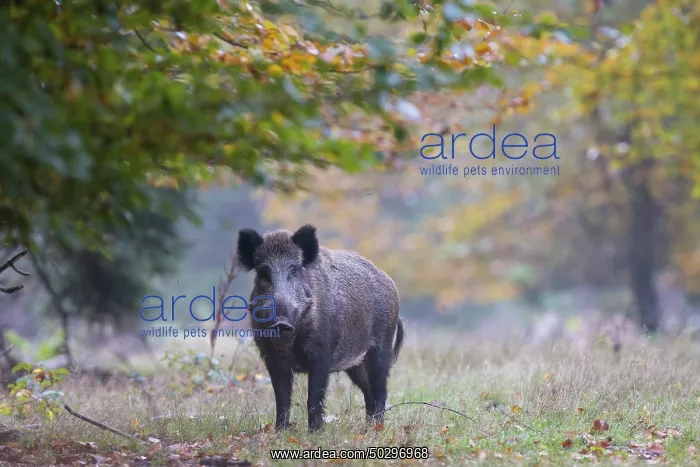  : Wild Boar sow