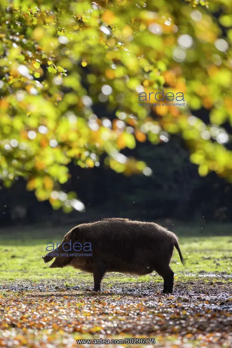 : Wild Boar sow : Wild Boar sow