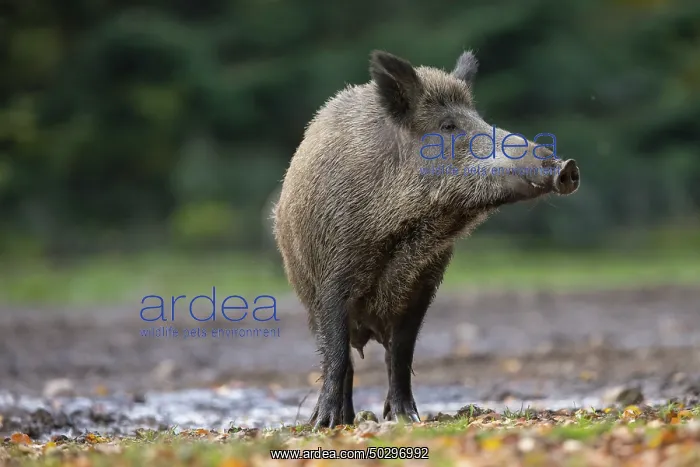 : Wild Boar sow : Wild Boar sow