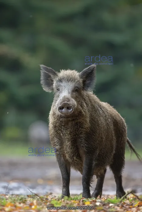: Wild Boar sow : Wild Boar sow