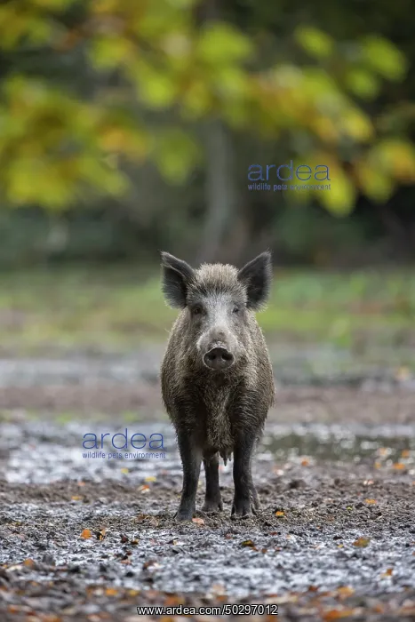 : Wild Boar sow : Wild Boar sow