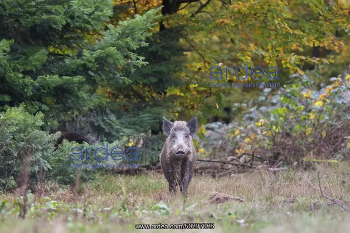: Wild Boar sow : Wild Boar sow