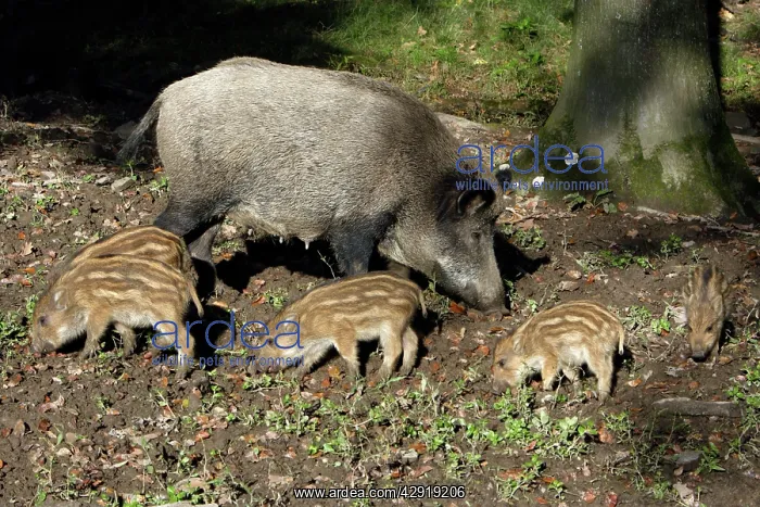 : Wild Boar - sow feeding with piglets in forest : Wild Boar - sow feeding with piglets in forest