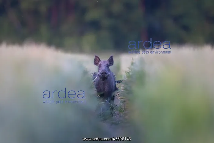 : Wild Boar sow field : Wild Boar sow field