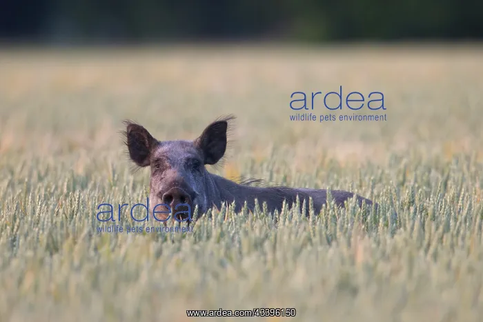 : Wild Boar sow field : Wild Boar sow field