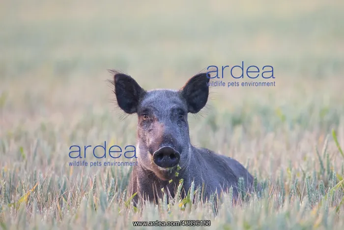 : Wild Boar sow field : Wild Boar sow field