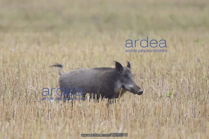 : Wild boar - sow fleeing over a stubble field - Sweden : Wild boar - sow fleeing over a stubble field - Sweden