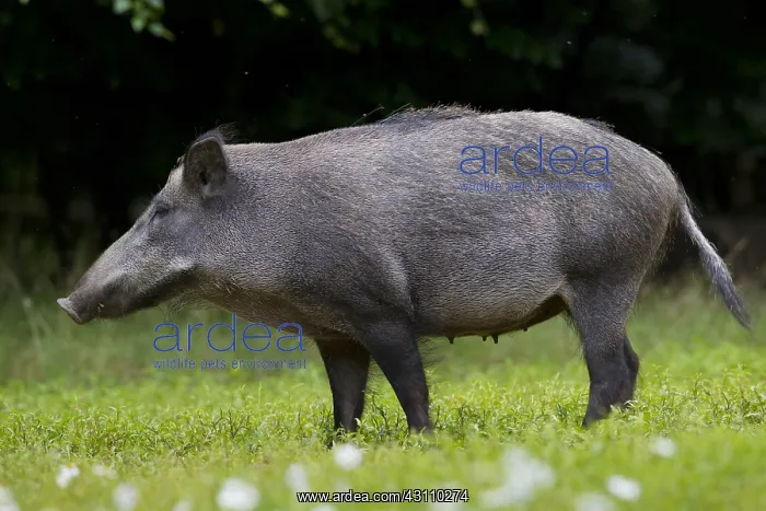  : Wild Boar - sow - Germany