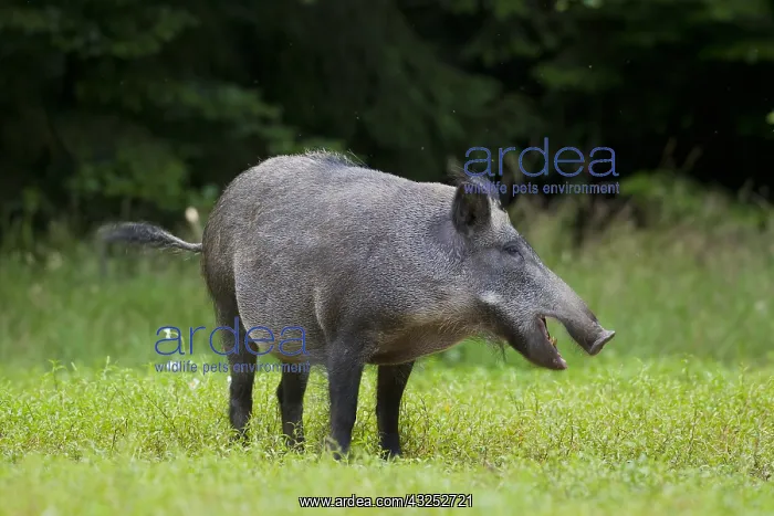  : Wild Boar - sow - Germany