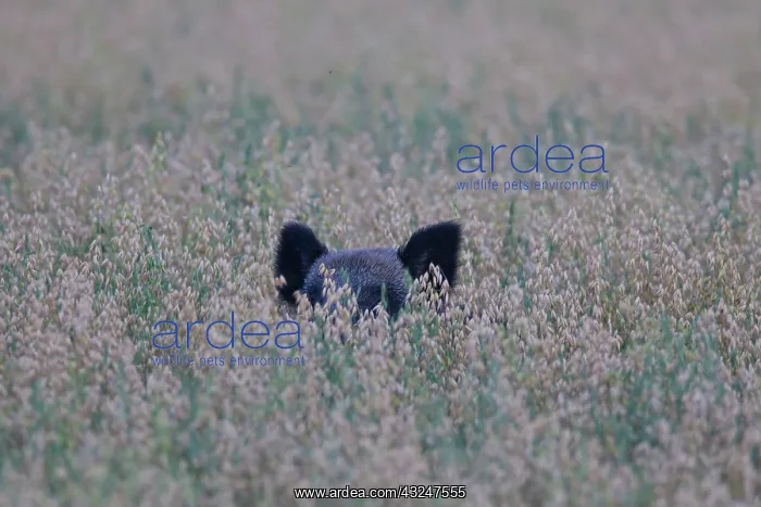  : Wild boar sow in a grain field Sweden