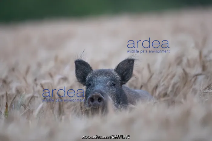 : Wild Boar - sow in grain field - Sweden : Wild Boar - sow in grain field - Sweden