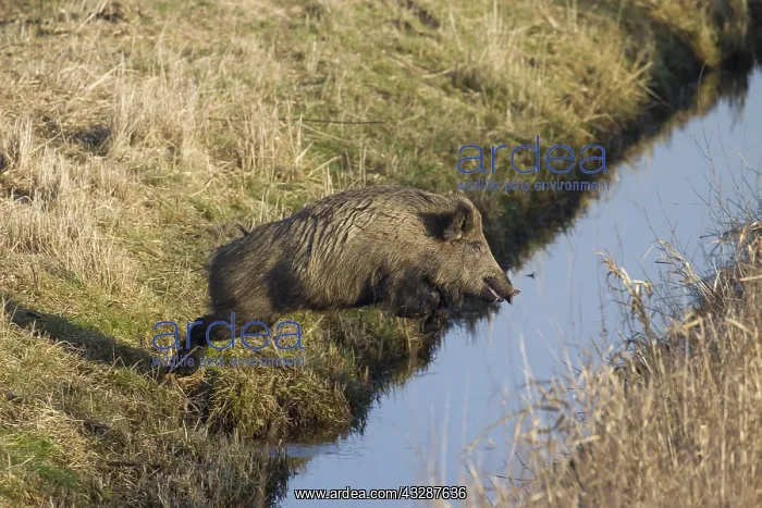 : Wild Boar - sow jumping over a ditch - Germany : Wild Boar - sow jumping over a ditch - Germany