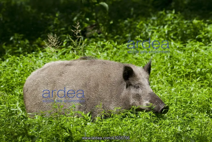  : Wild boar - sow in marsh - Germany