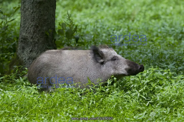  : Wild boar - sow in marsh - Germany