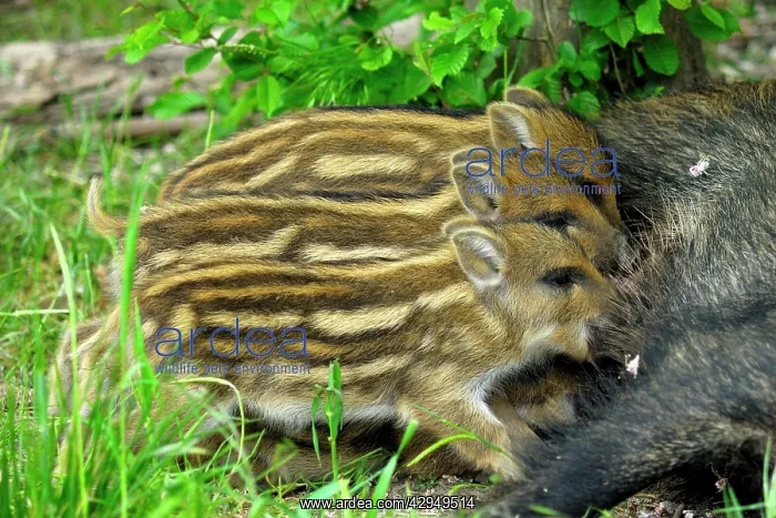 : Wild boar - sow nursing young ones : Wild boar - sow nursing young ones