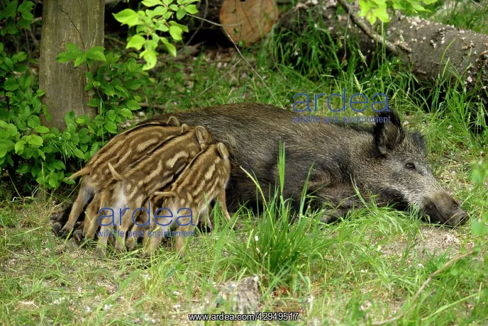 : wild boar - sow nursing young ones : wild boar - sow nursing young ones