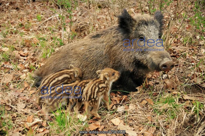  : wild boar - sow nursing young ones