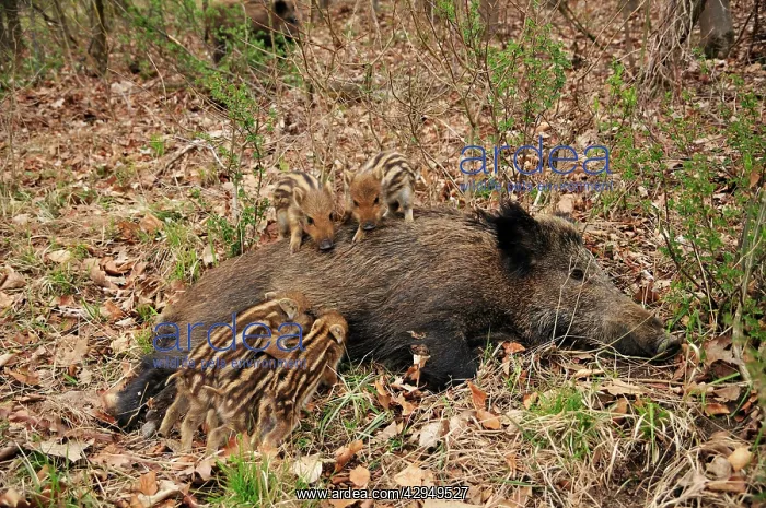 : wild boar - sow nursing young ones : wild boar - sow nursing young ones