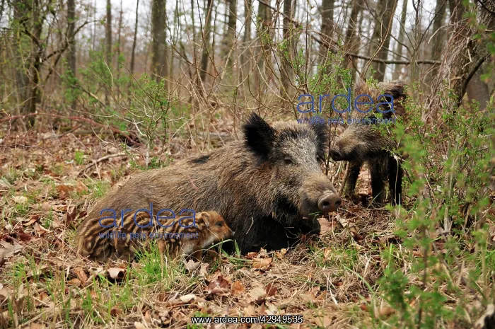 : wild boar - sow nursing young ones : wild boar - sow nursing young ones