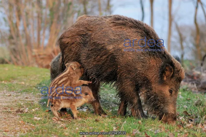 : wild boar - sow nursing young ones : wild boar - sow nursing young ones