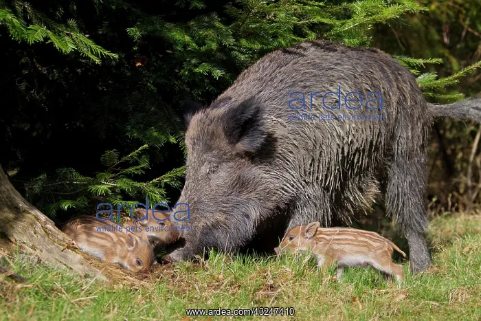  : Wild boar sow with piglet Germany