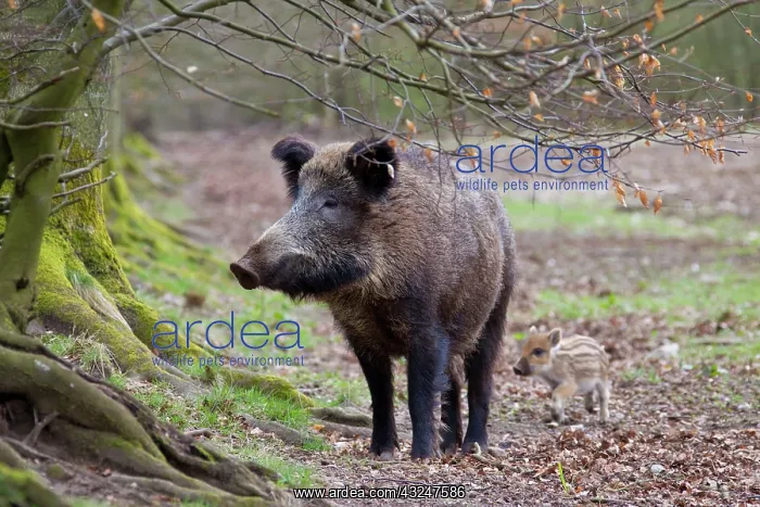  : Wild boar sow with piglet Germany
