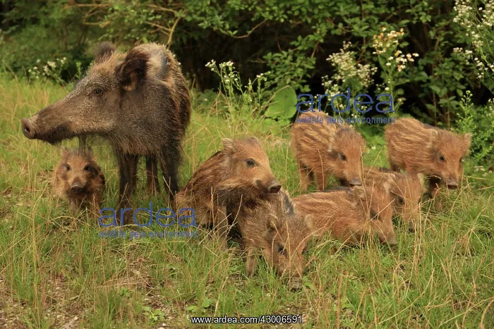: Wild Boar sow with piglets : Wild Boar sow with piglets