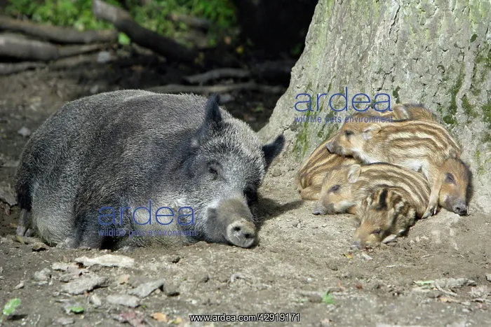 : Wild Boar - sow resting with piglets in forest : Wild Boar - sow resting with piglets in forest