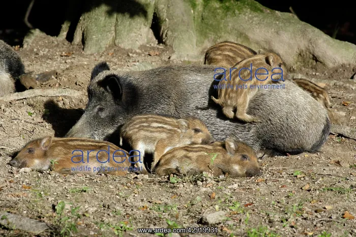 : Wild Boar - sow resting with piglets in forest : Wild Boar - sow resting with piglets in forest