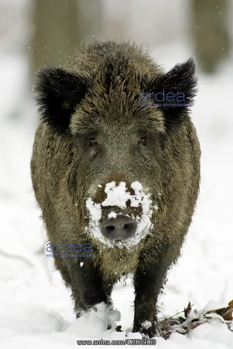: Wild Boar - Sow in snow covered woodland : Wild Boar - Sow in snow covered woodland