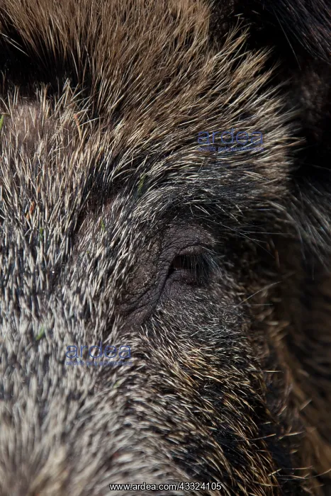 : Wild boar sow - sow portrait - Germany : Wild boar sow - sow portrait - Germany