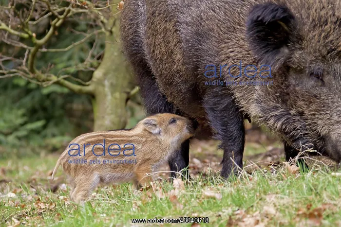  : Wild Boar sow suckling piglet