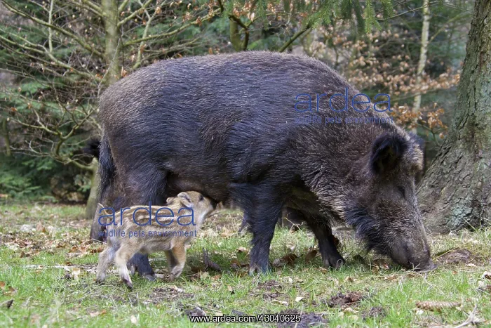  : Wild Boar sow suckling piglet