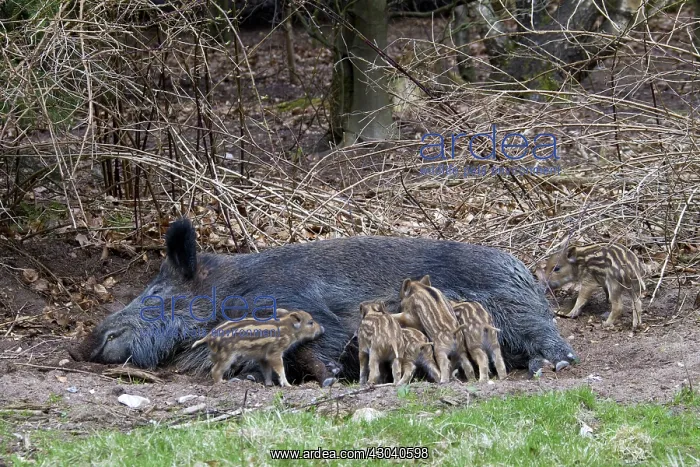  : Wild Boar sow suckling piglets