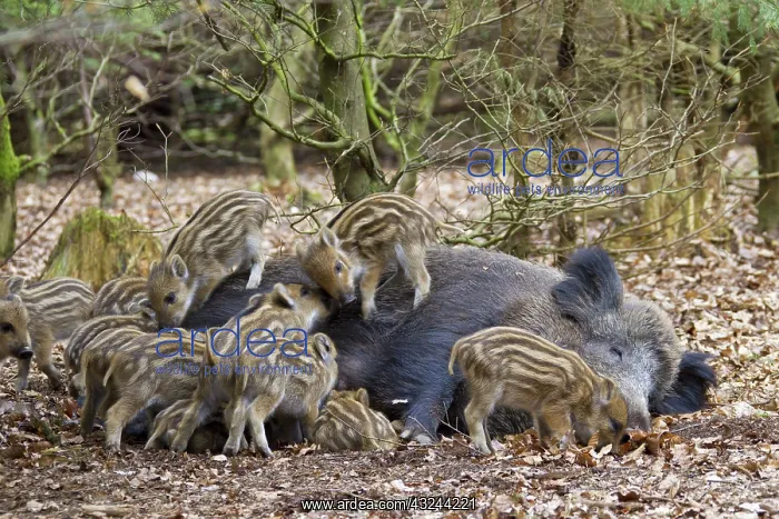  : Wild Boar sow suckling piglets