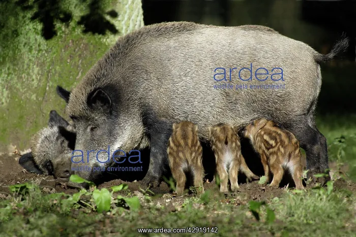 : Wild Boar - sow suckling piglets in forest : Wild Boar - sow suckling piglets in forest