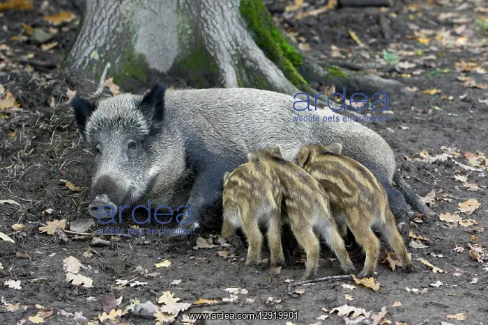 : Wild Boar - sow suckling piglets in forest : Wild Boar - sow suckling piglets in forest