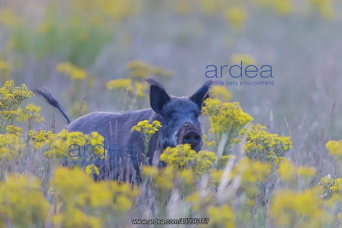 : Wild Boar sow summer : Wild Boar sow summer