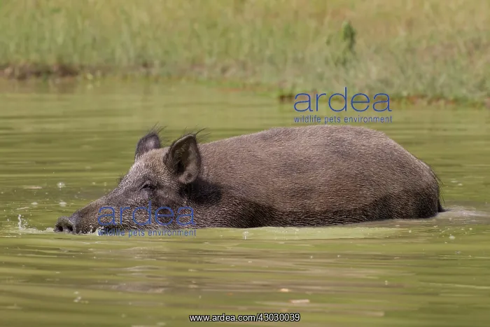  : Wild Boar sow in water