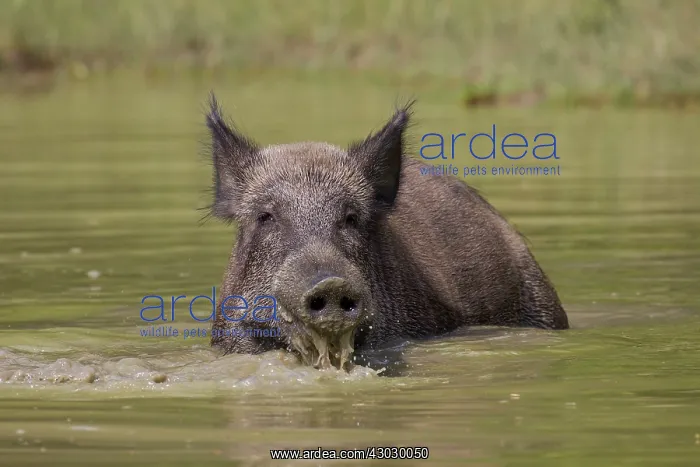  : Wild Boar sow in water