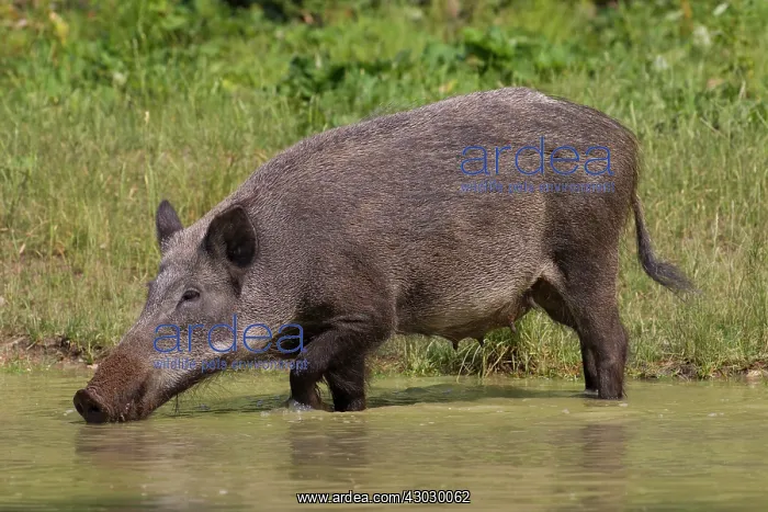  : Wild Boar sow in water