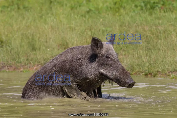  : Wild Boar sow in water