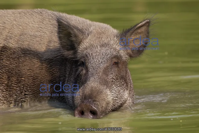  : Wild Boar sow in water
