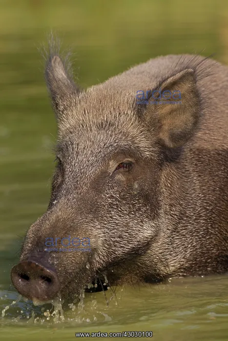  : Wild Boar sow in water