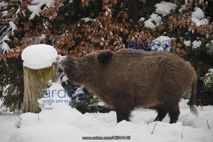 : Wild boar - sow in winter - Germany