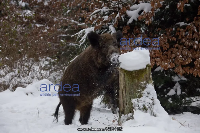  : Wild boar - sow in winter - Germany