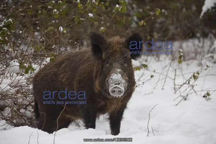 : Wild boar - sow in winter - Germany : Wild boar - sow in winter - Germany
